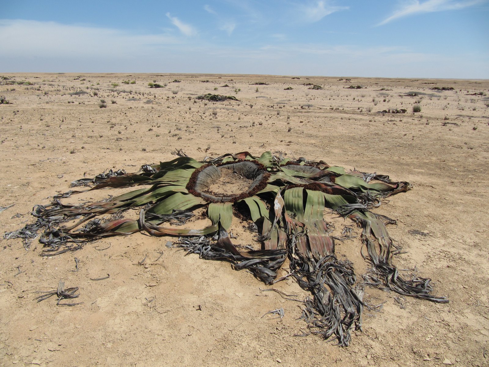 Welwitschia’s broad, split leaves spread across desert ground